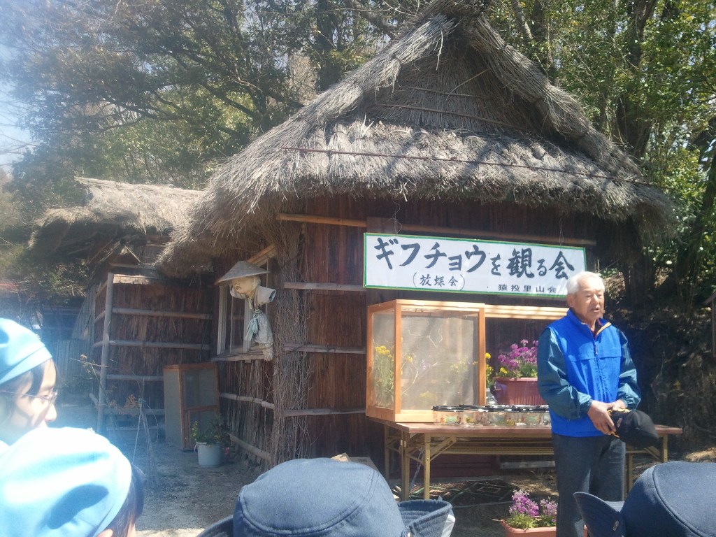 20120407ギフチョウ (4).jpg