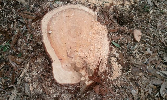 2013-02-12 13.30.05.jpg